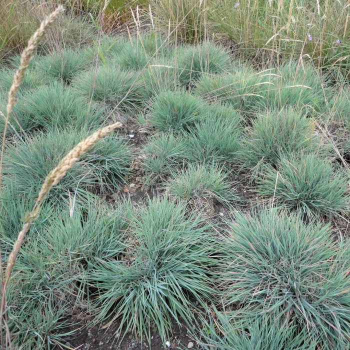 Овсяница сизая azurit