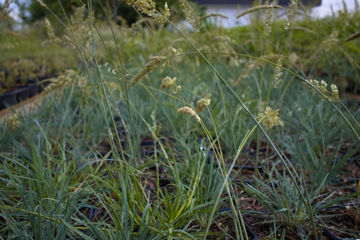 Песчаная осока