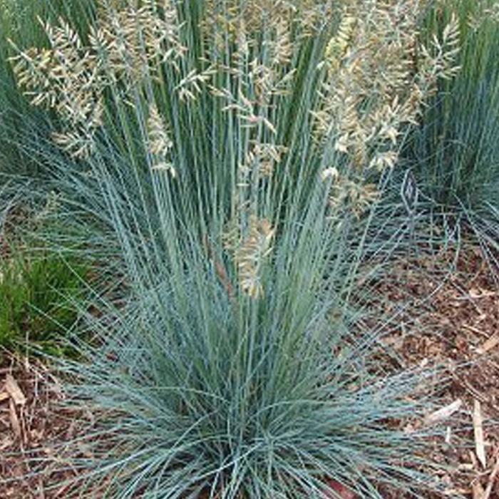 Овсяница фестука