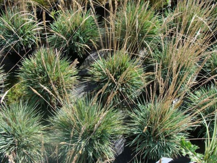 Овсяница аметистовая (фестука)