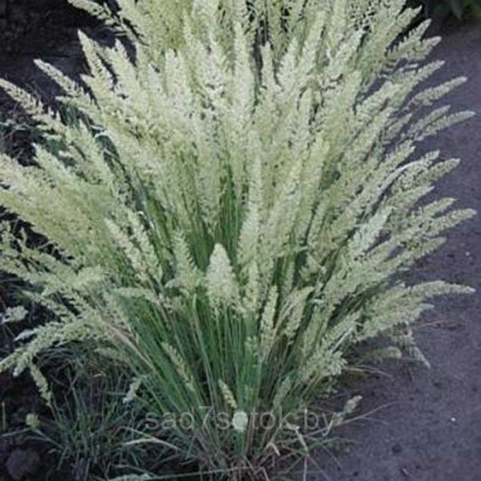 Тонконог сизый koeleria glauca