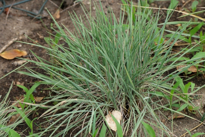Тонконог сизый koeleria glauca