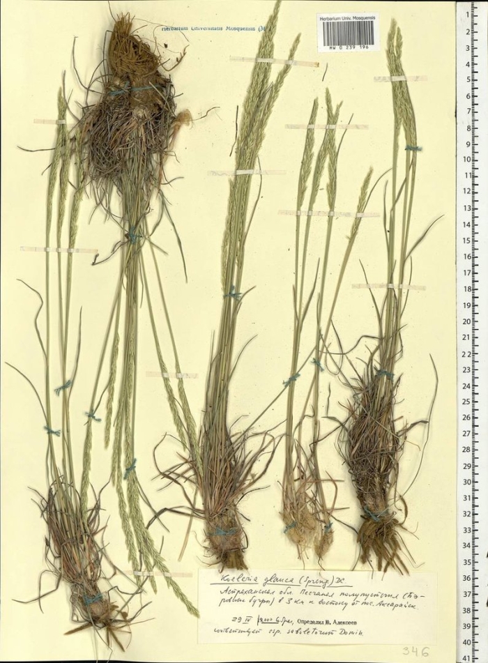 Festuca lenensis