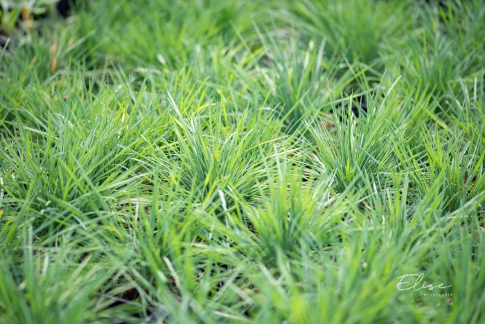 Келерия сизая колио