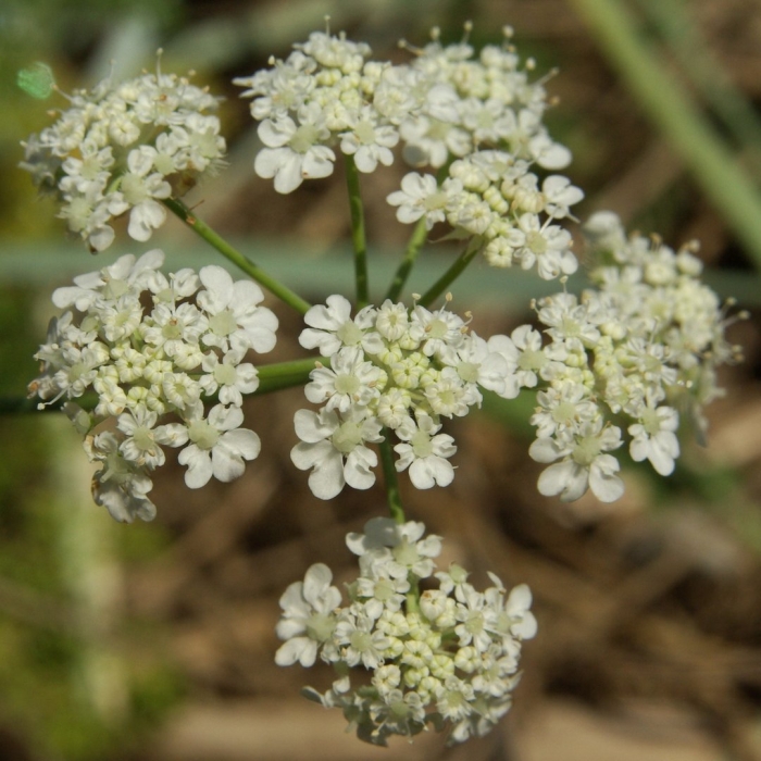 Pimpinella saxifraga