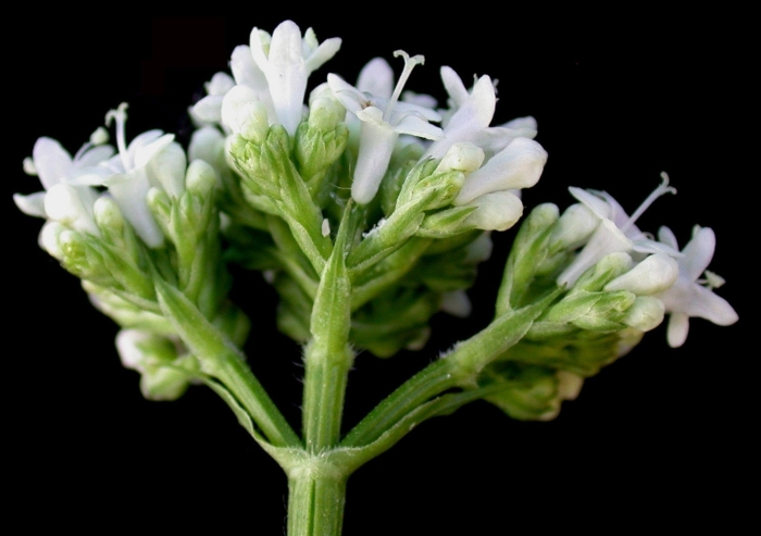 Валериана. (valeriana officinalis) куст