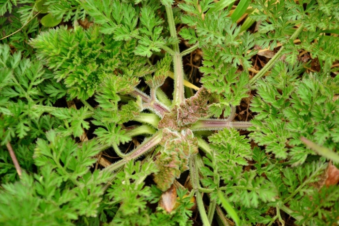 Дикая морковь – queen anne’s lace