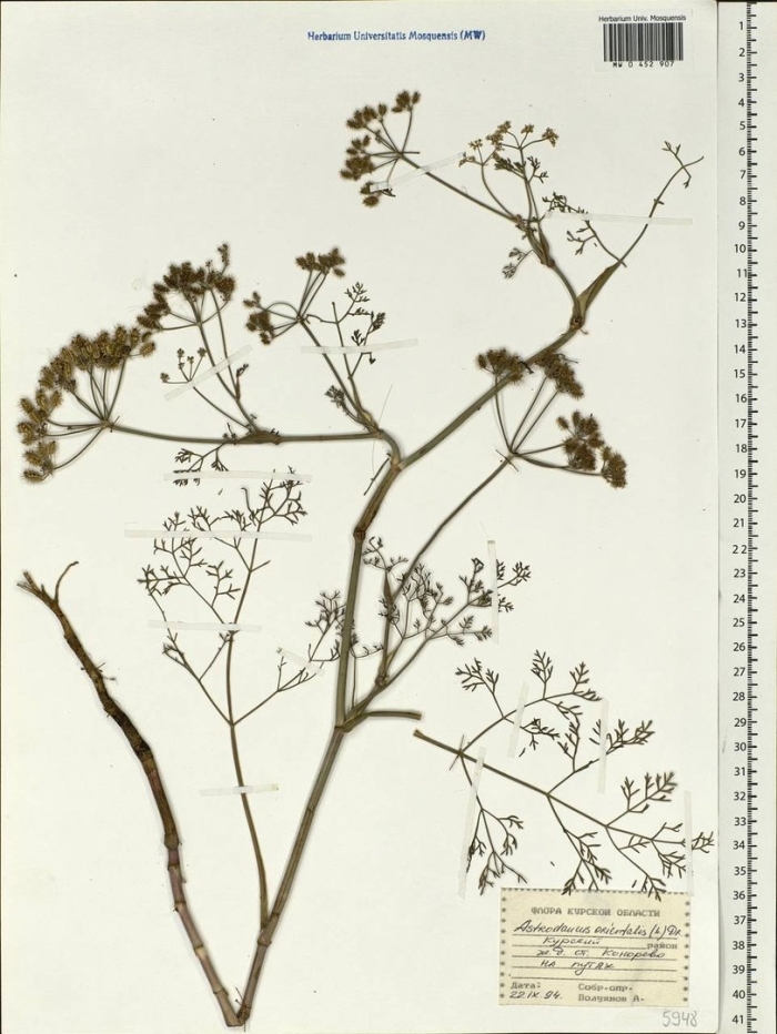 Сапожниковия растопыренная