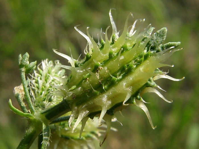 Cenchrus longispinus