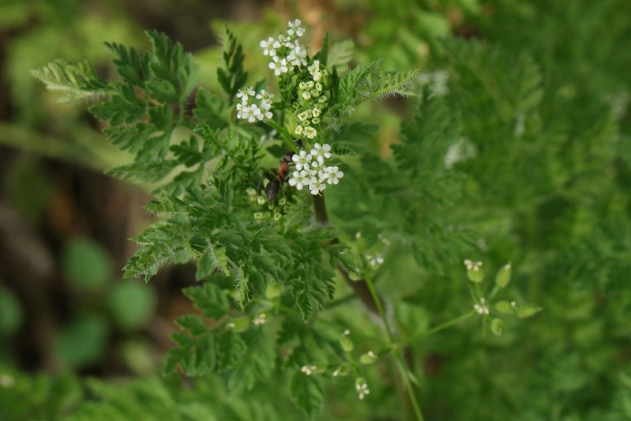 Горная кинза кервель