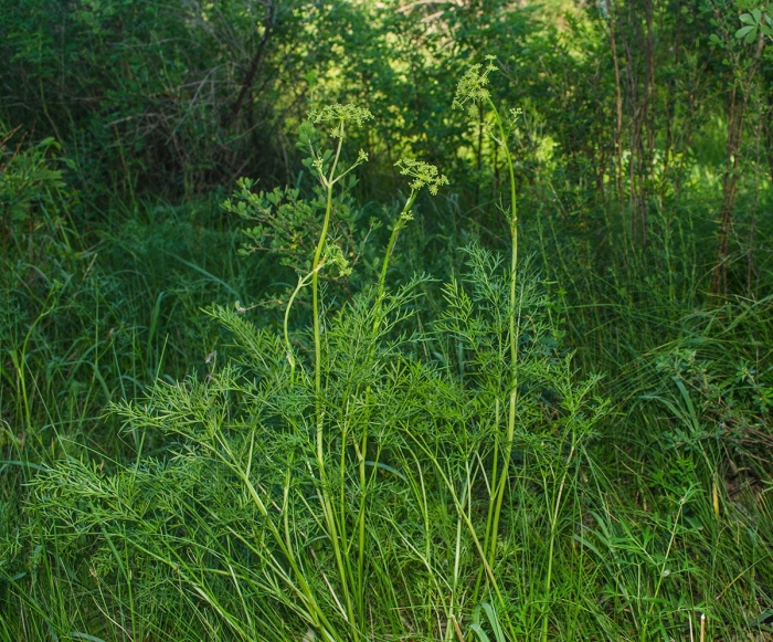 Реброплодник уральский курай