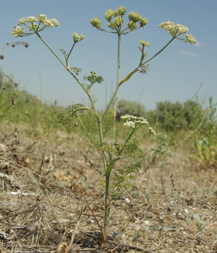Морковница astrodaucus