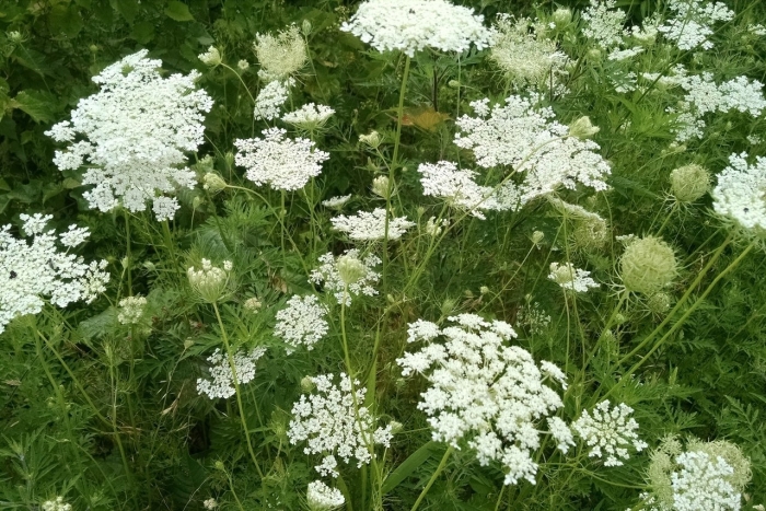 Растения daucus carota