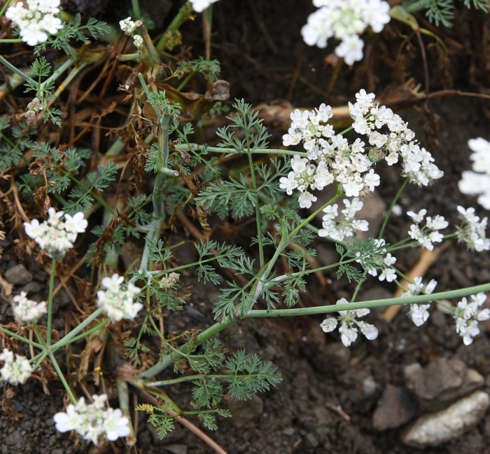 Astrodaucus orientalis