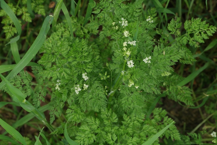 Купырь лесной anthriscus sylvestris