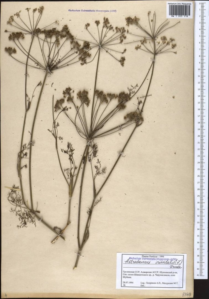 Горичник морисона peucedanum morisonii