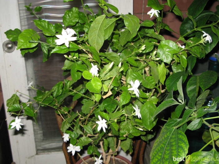 Самбак жасмин