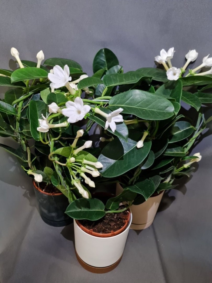 Жасмин комнатный цветок