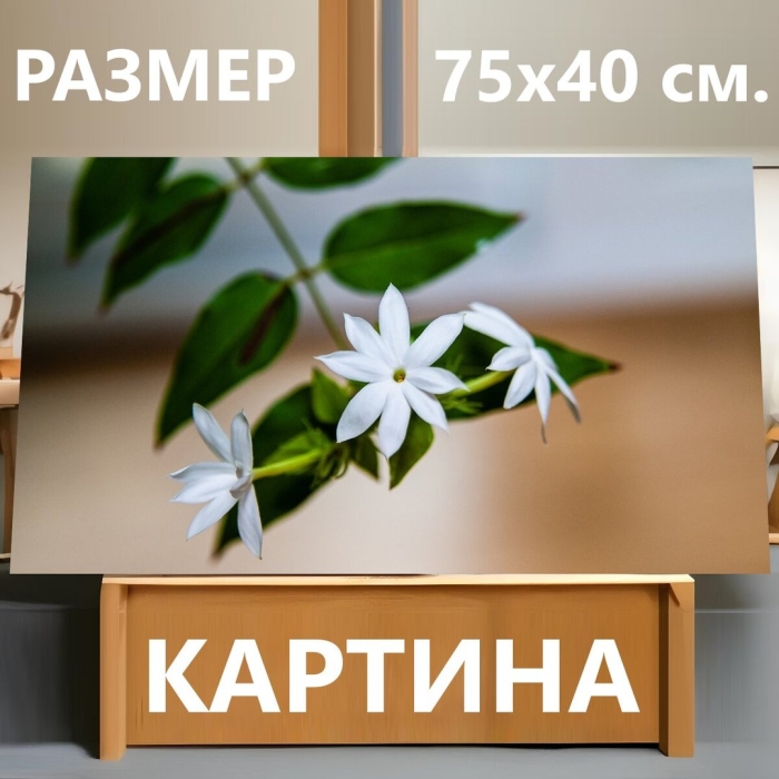 Китайский жасмин