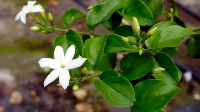 Комнатный жасмин