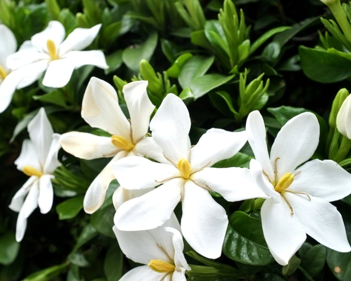 Gardenia jasminoides