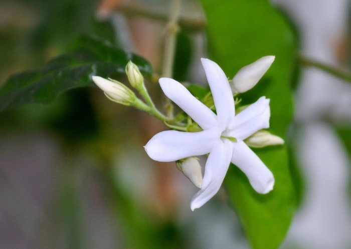 Жасмин самбак jasminum sambac