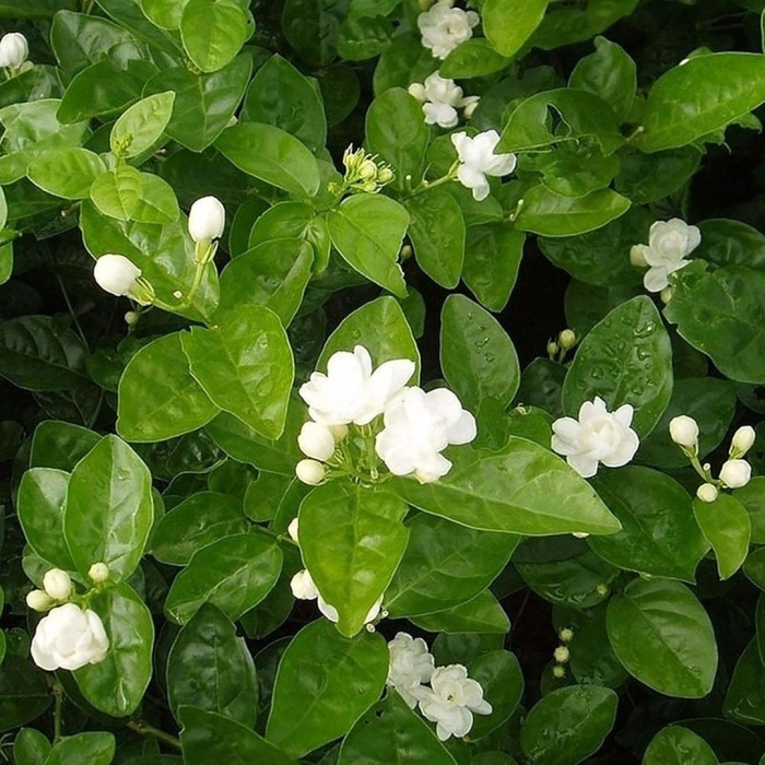 Jasminum sambac