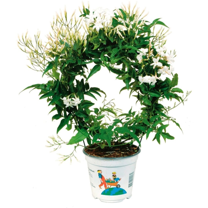 Жасмин комнатный