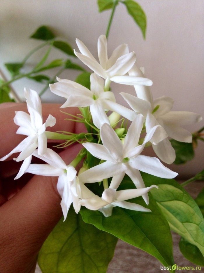 Самбак жасмин