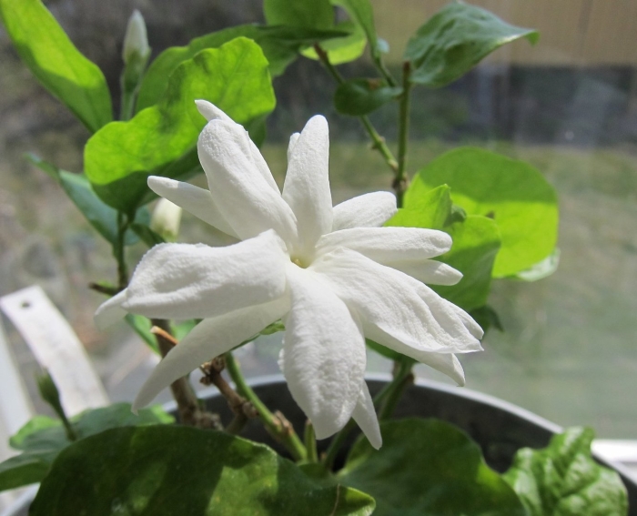 Самбак жасмин