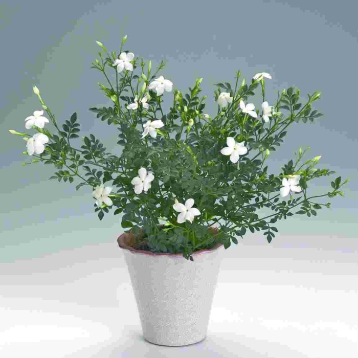 Жасмин мелколистный комнатный