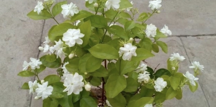Jasminum sambac mysore mulli