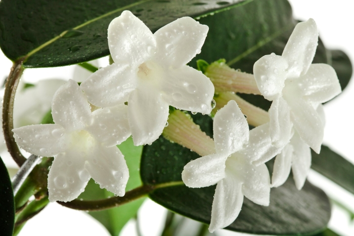 Жасмин стефанотис