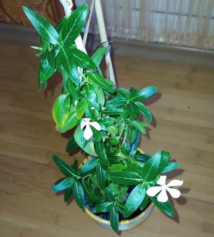 Жасмин самбак комнатный