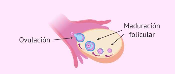 Процесс овуляции