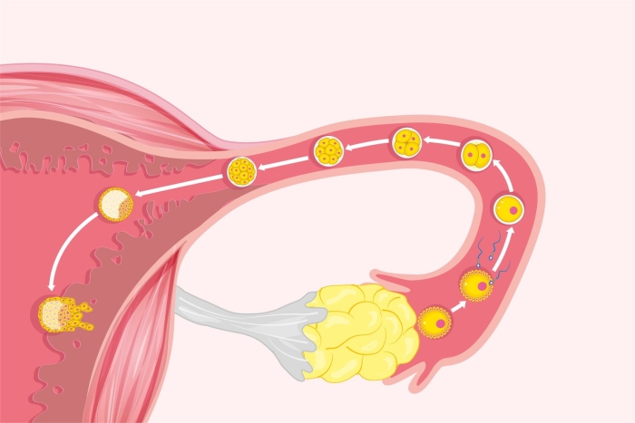 Процесс оплодотворения яйцеклетки