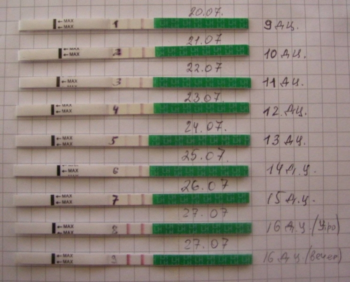 Тест на овуляцию может показать беременность