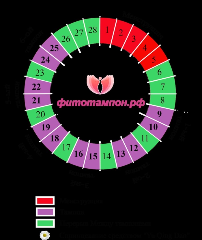 Цикл менструационного цикла