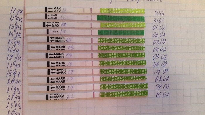 Тест на беременность после овуляции