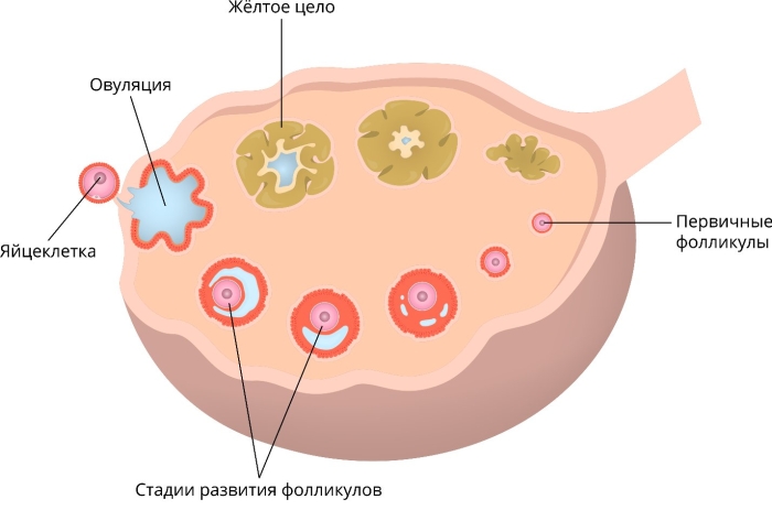 Выход яйцеклетки из фолликула
