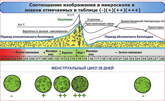 Уровни гормонов в фазы менструационного цикла
