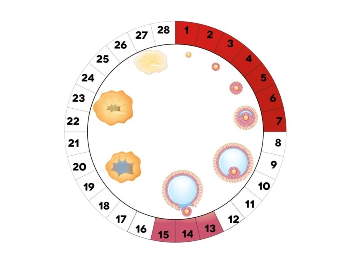 Менструационного цикла