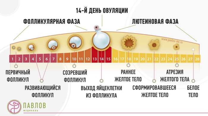 Фаза менструального цикла