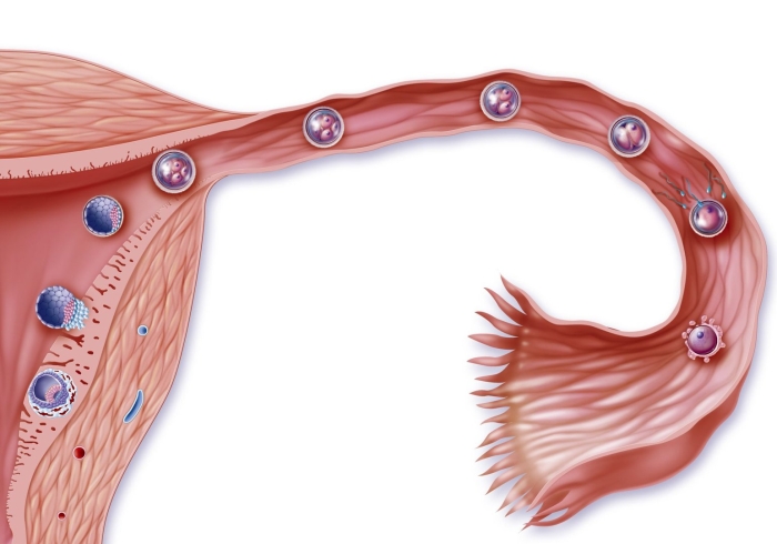 Движение яйцеклетки по маточной трубе