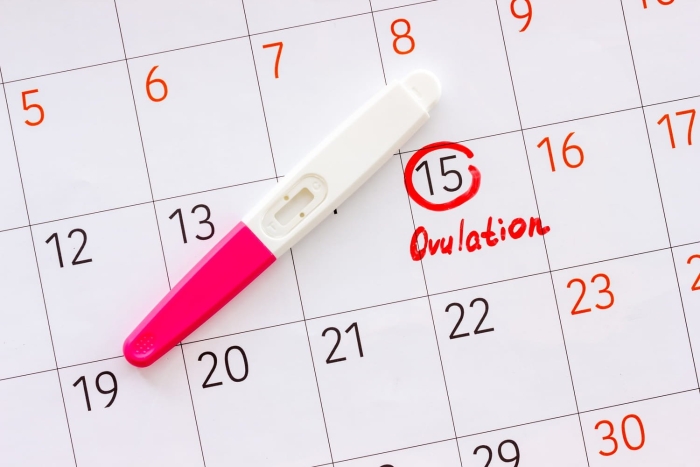Fertility ovulation
