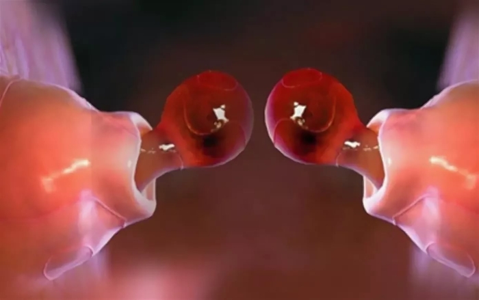 Овуляция яйцеклетки