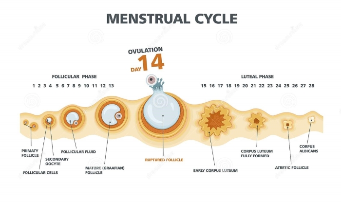 Follicular phase