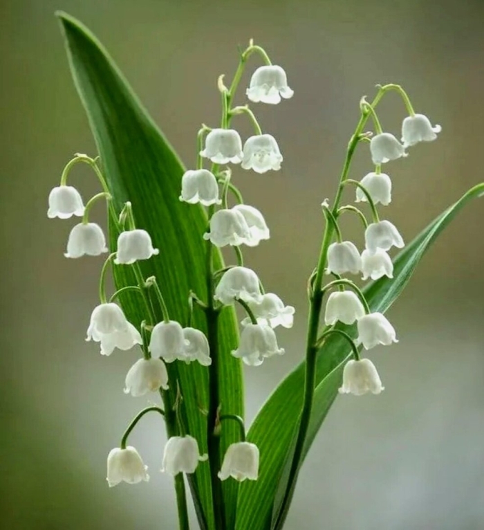 Ландыш раннецветущее растение