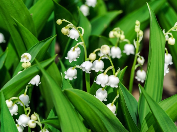 Капский ландыш