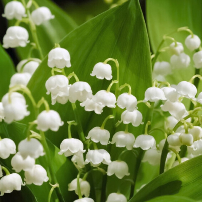 Ландыш ядовитое растение